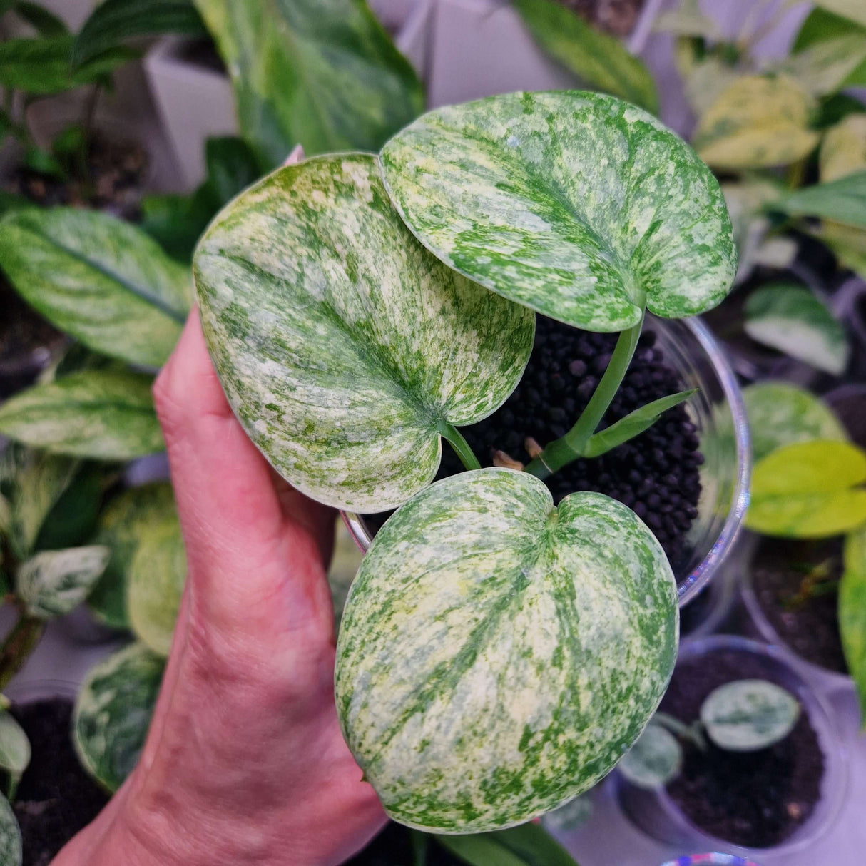 Scindapsus NOID variegated