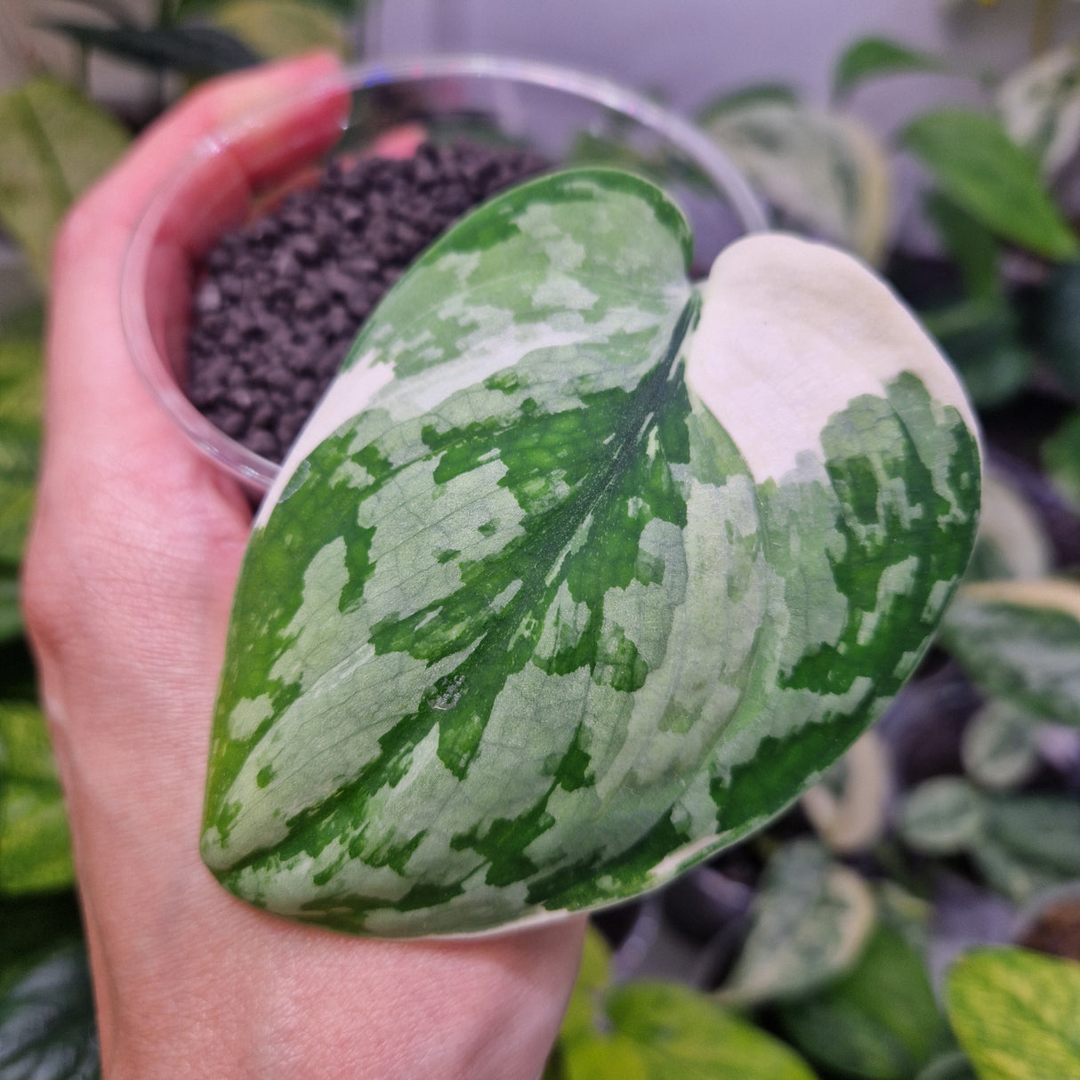 Scindapsus Kencana - ukorzeniona sadzonka