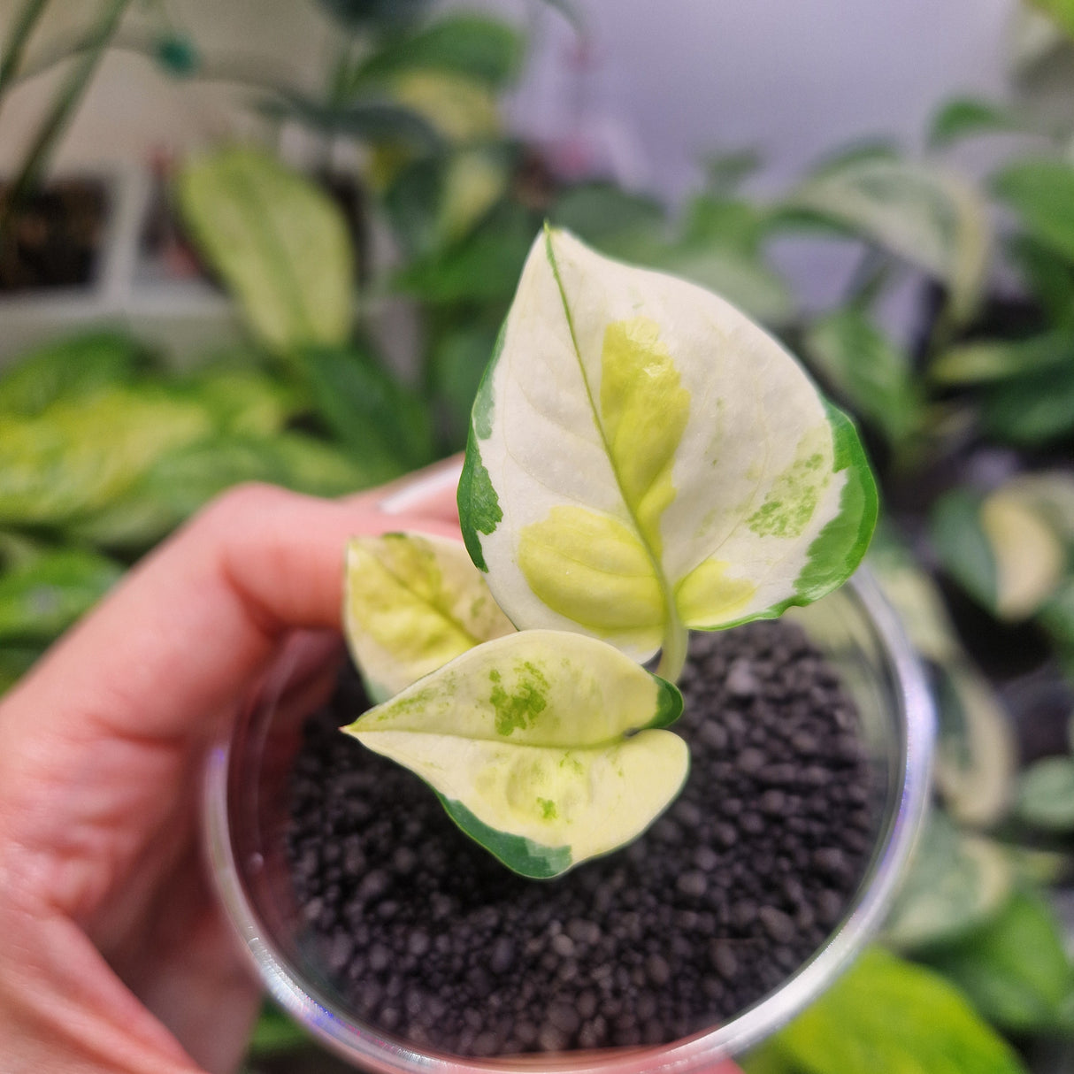 Epipremnum global Japanese - ukorzeniona sadzonka