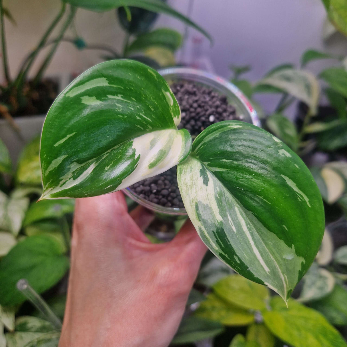 Scindapsus moonlight albo – ukorzeniona sadzonka