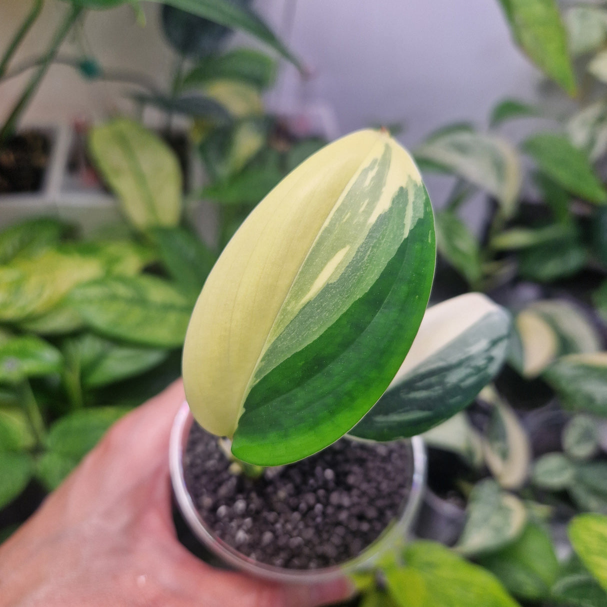 Scindapsus blue aurea - ukorzeniona sadzonka pędowa