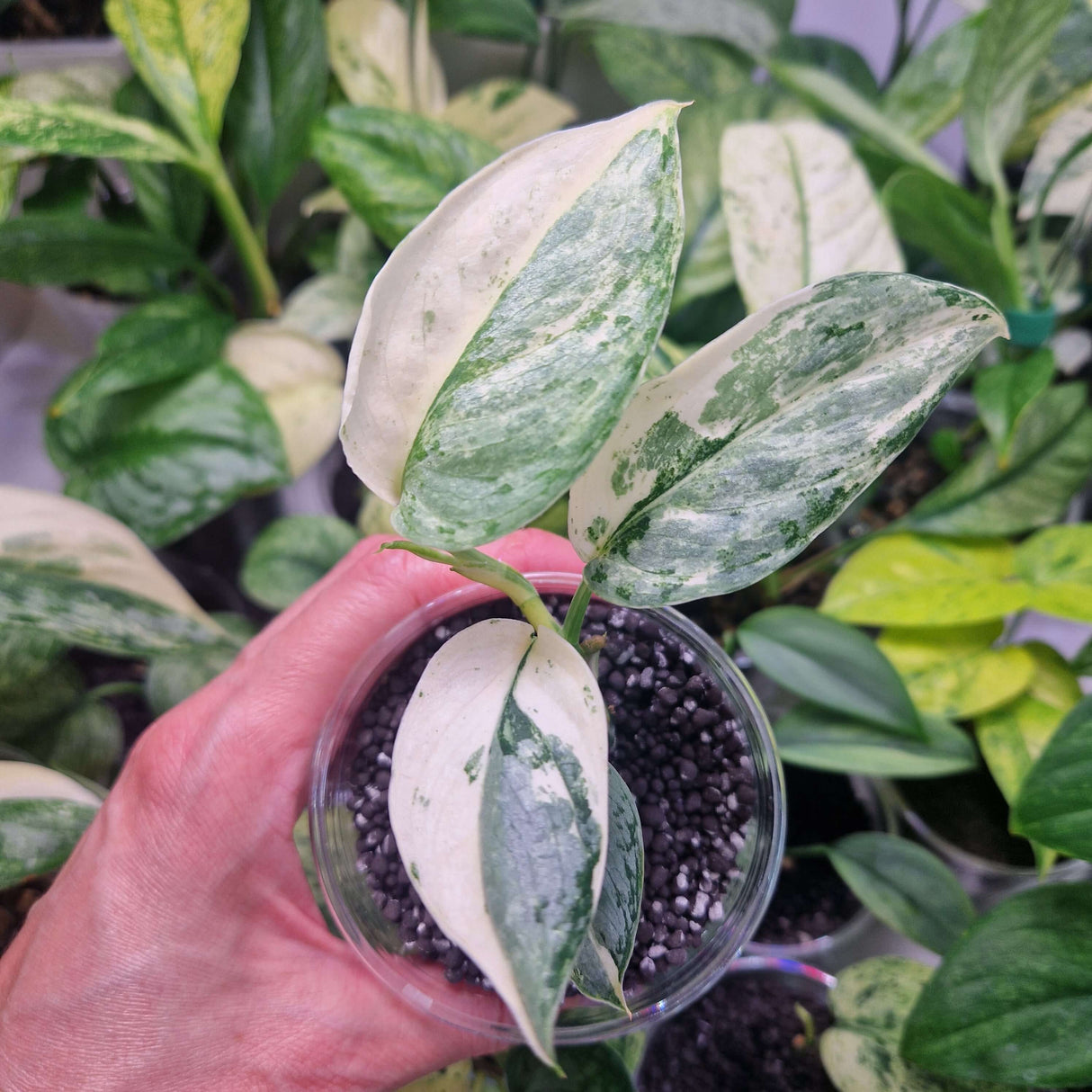 Scindapsus NOID variegated - ukorzeniona sadzonka