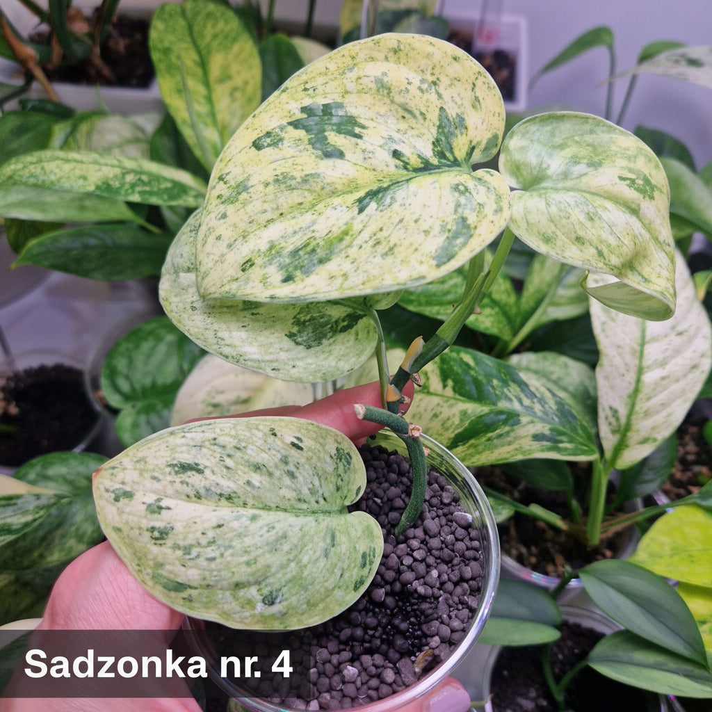 Scindapsus Dark Silver Cloud variegated – ukorzeniona sadzonka