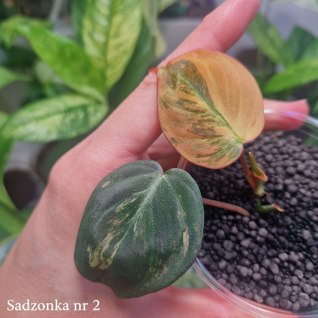 Philodendron micans variegated - ukorzeniona sadzonka pędowa