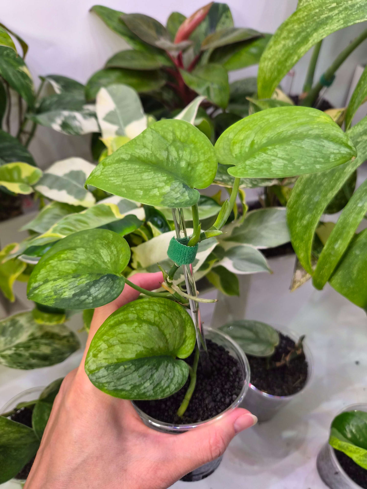 Scindapsus Silver Green on Green – ukorzeniona sadzonka