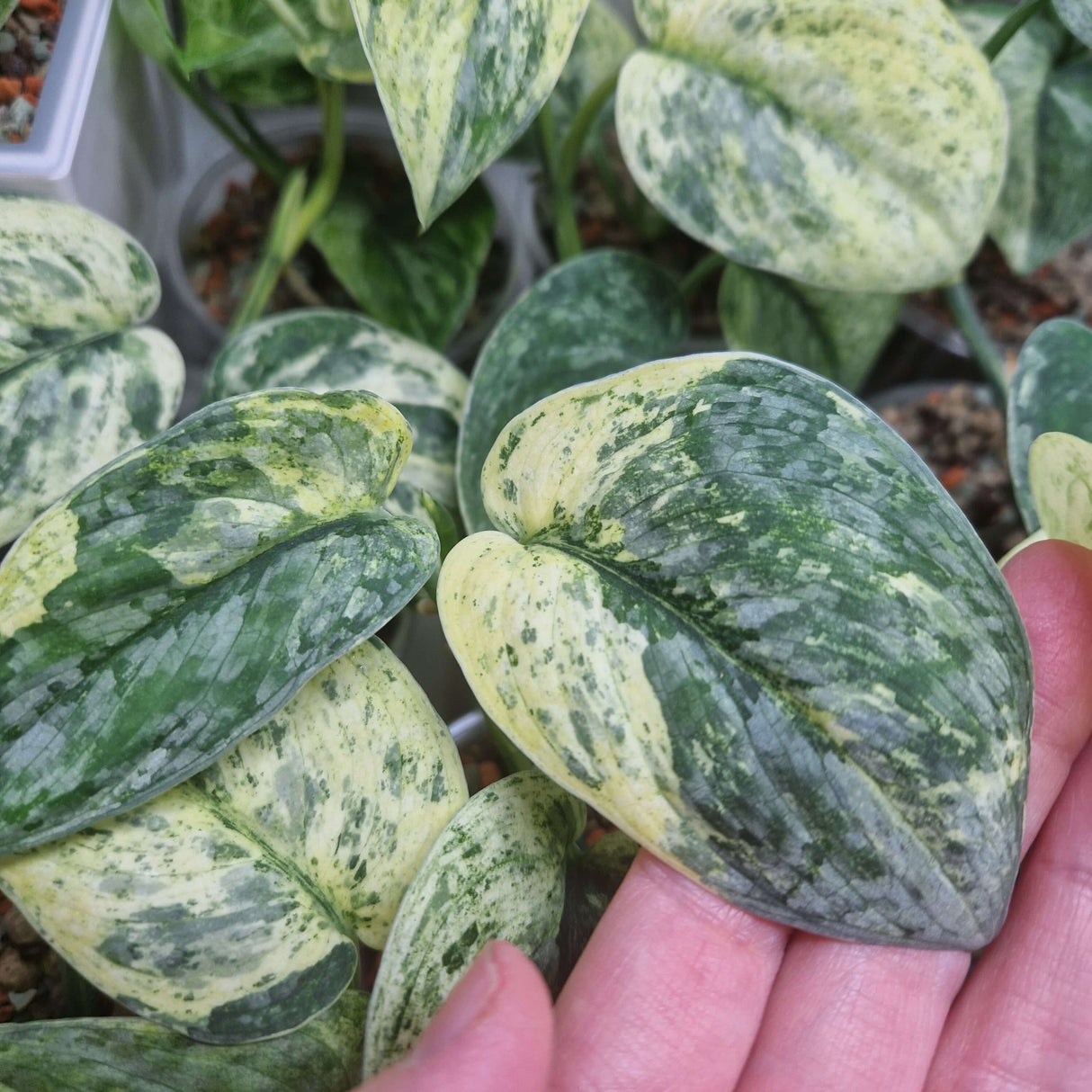Scindapsus Dark Silver Cloud variegated – cięta sadzonka