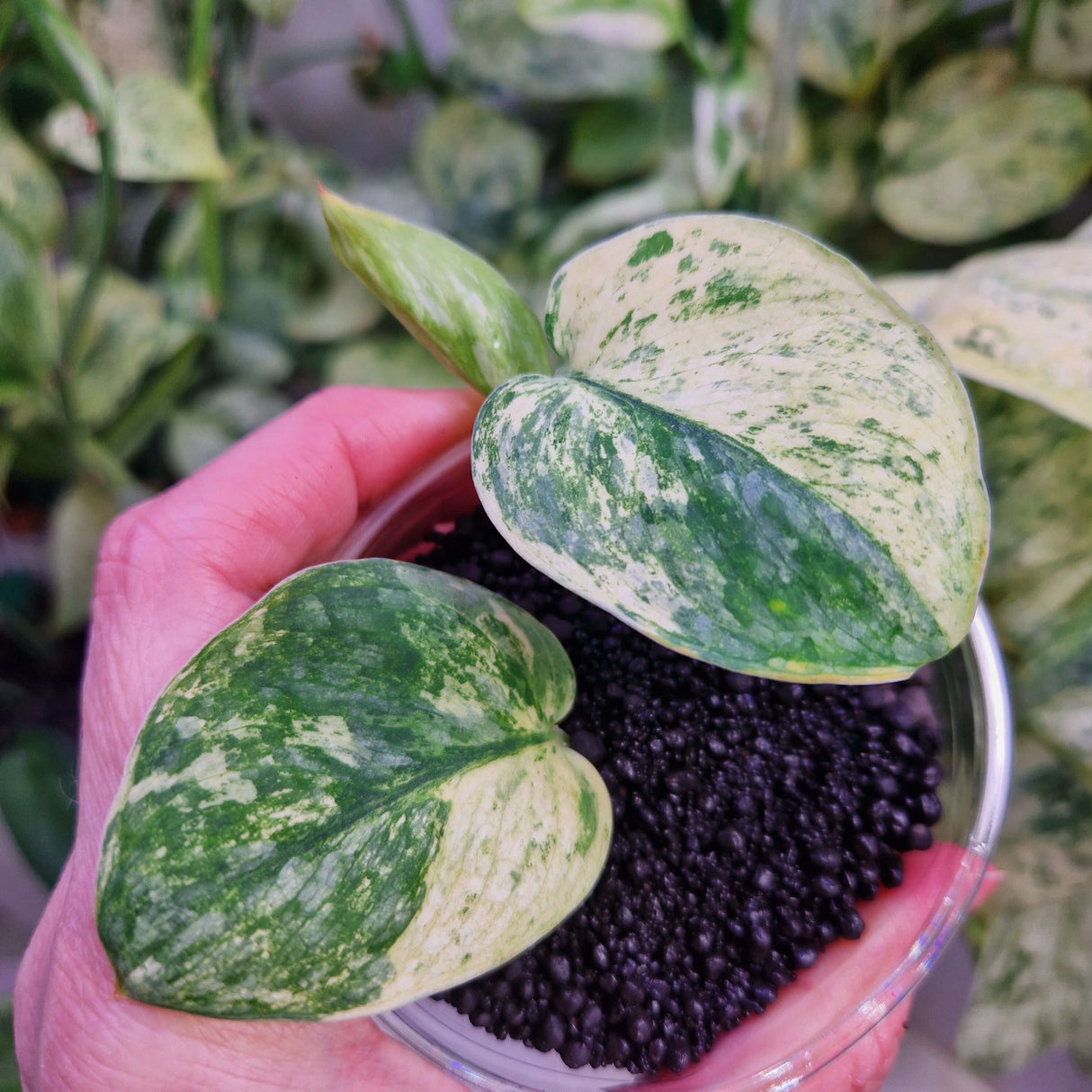 Scindapsus Dark Silver Cloud variegated – ukorzeniona sadzonka