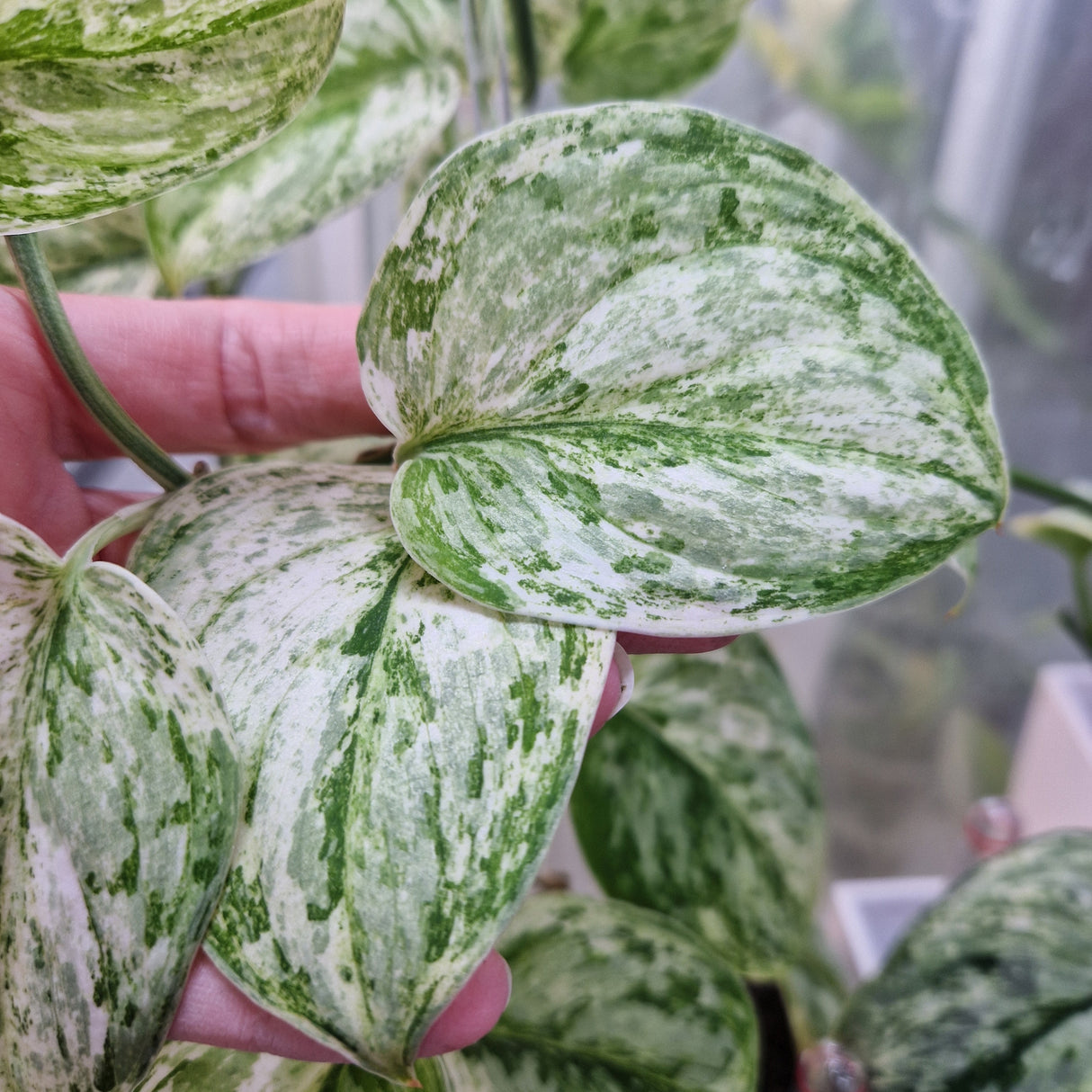 Scindapsus Peasun v2 – cięta sadzonka