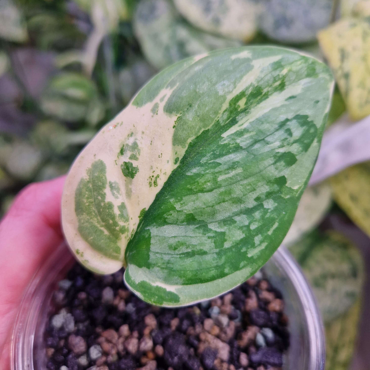 Scindapsus Blue Splash variegated - ukorzeniona sadzonka
