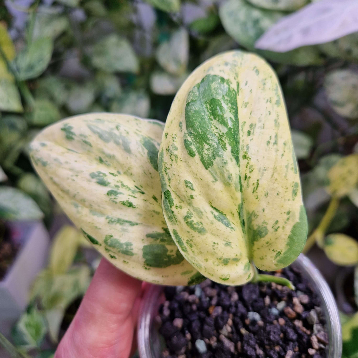 Scindapsus NOID variegated - ukorzeniona sadzonka