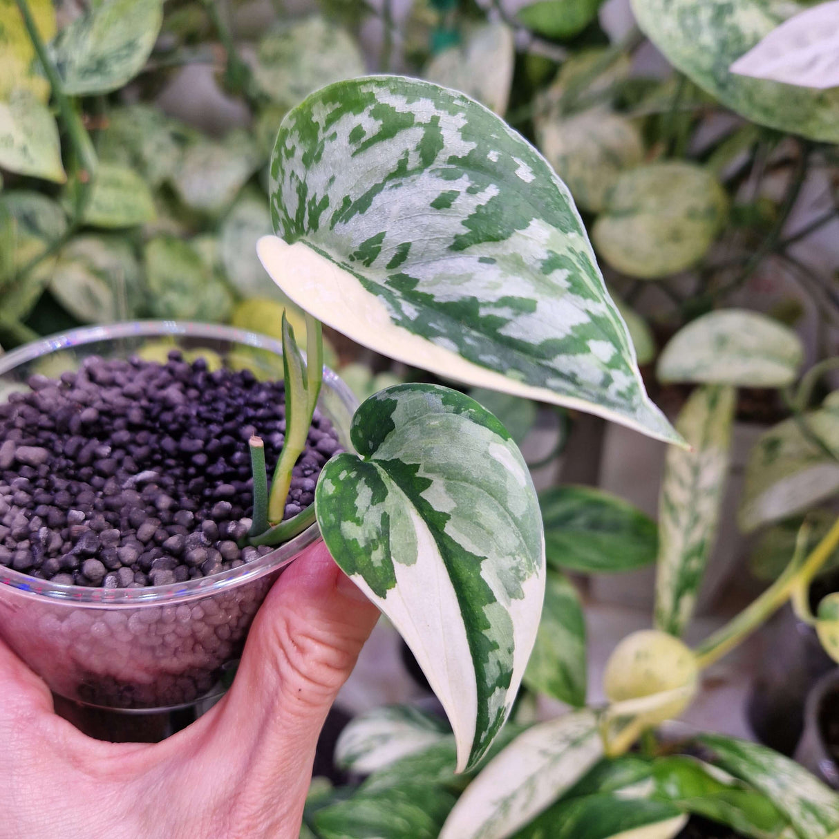 Scindapsus Mayari - ukorzeniona sadzonka