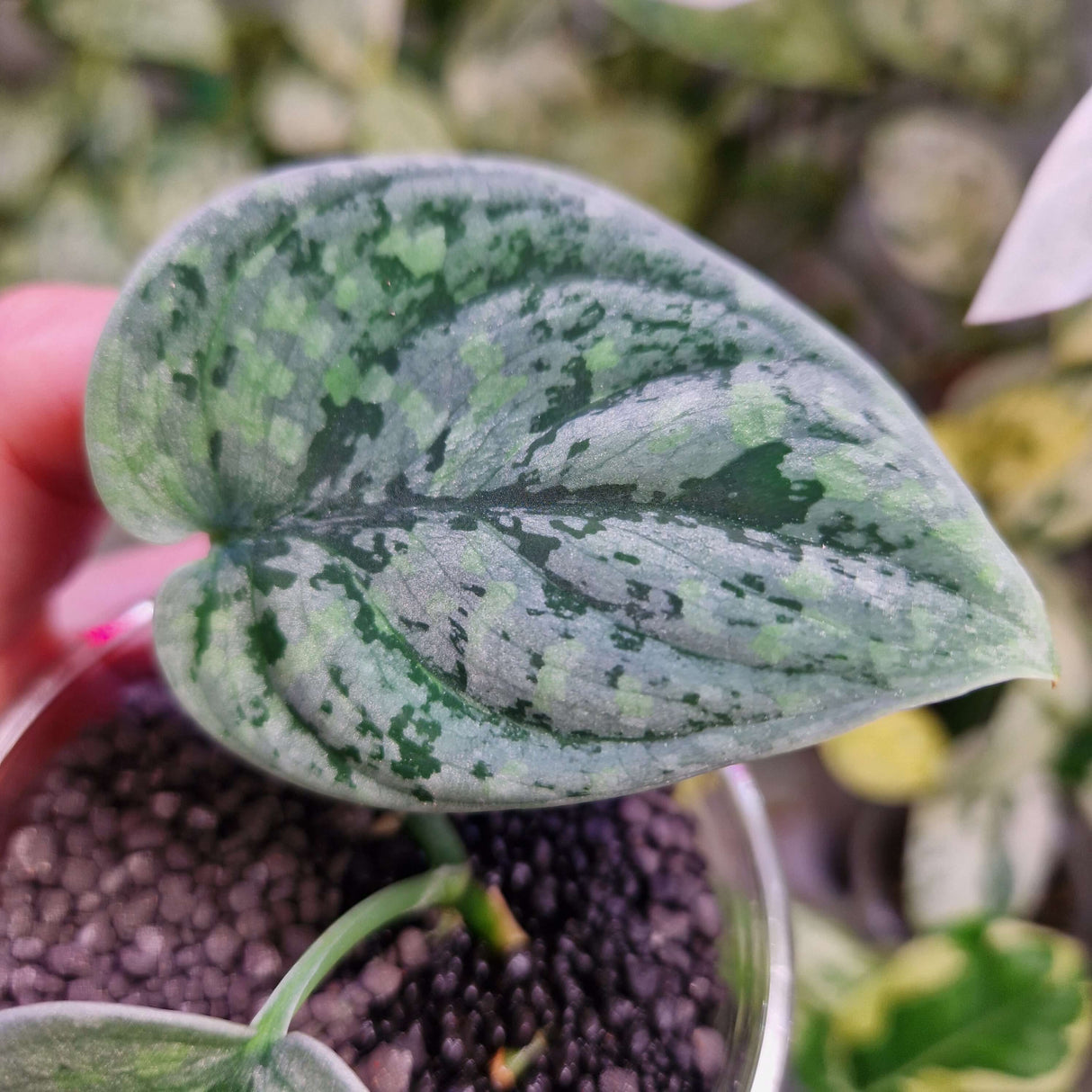 Scindapsus Snowfleck - ukorzeniona sadzonka