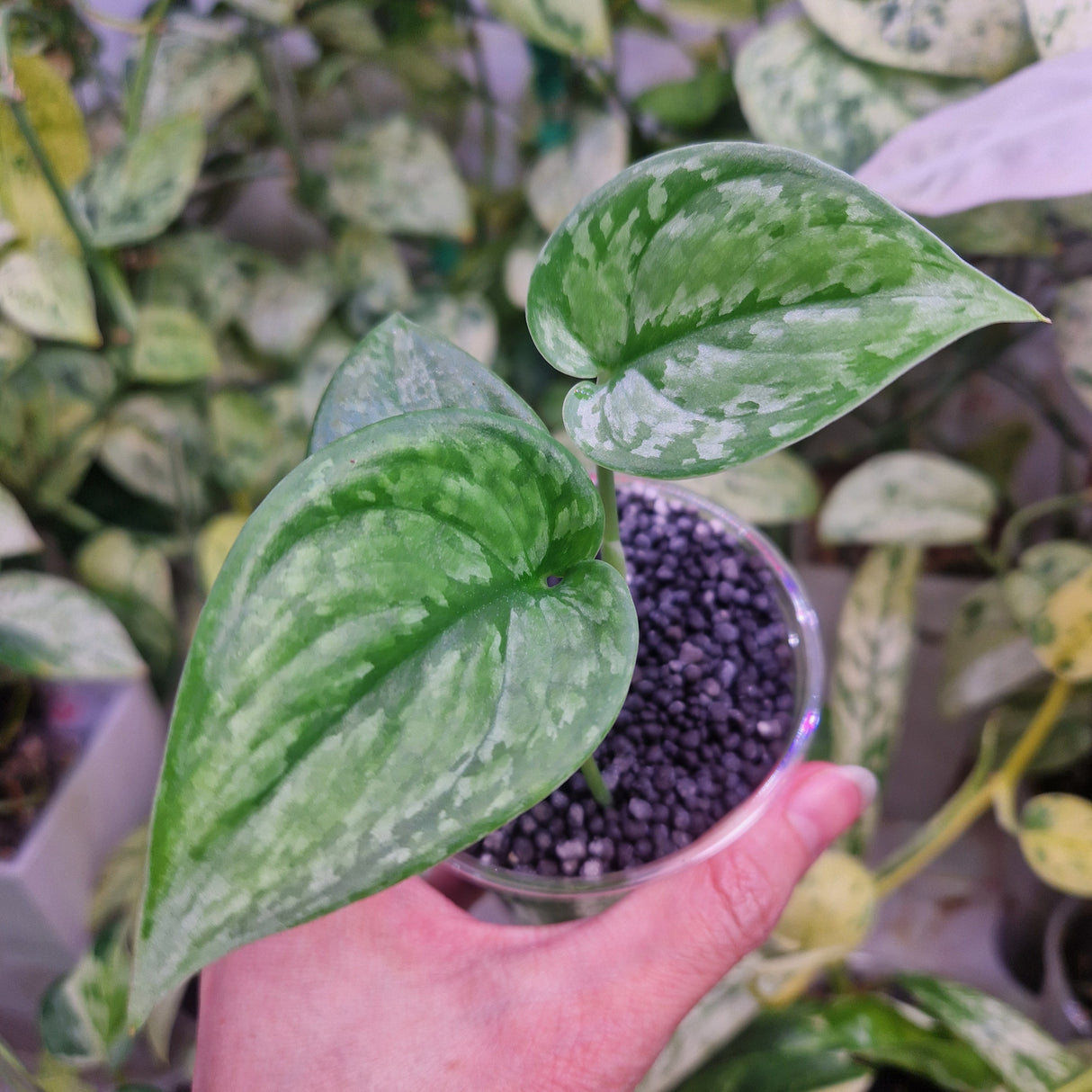 Scindapsus NOID - ukorzeniona sadzonka