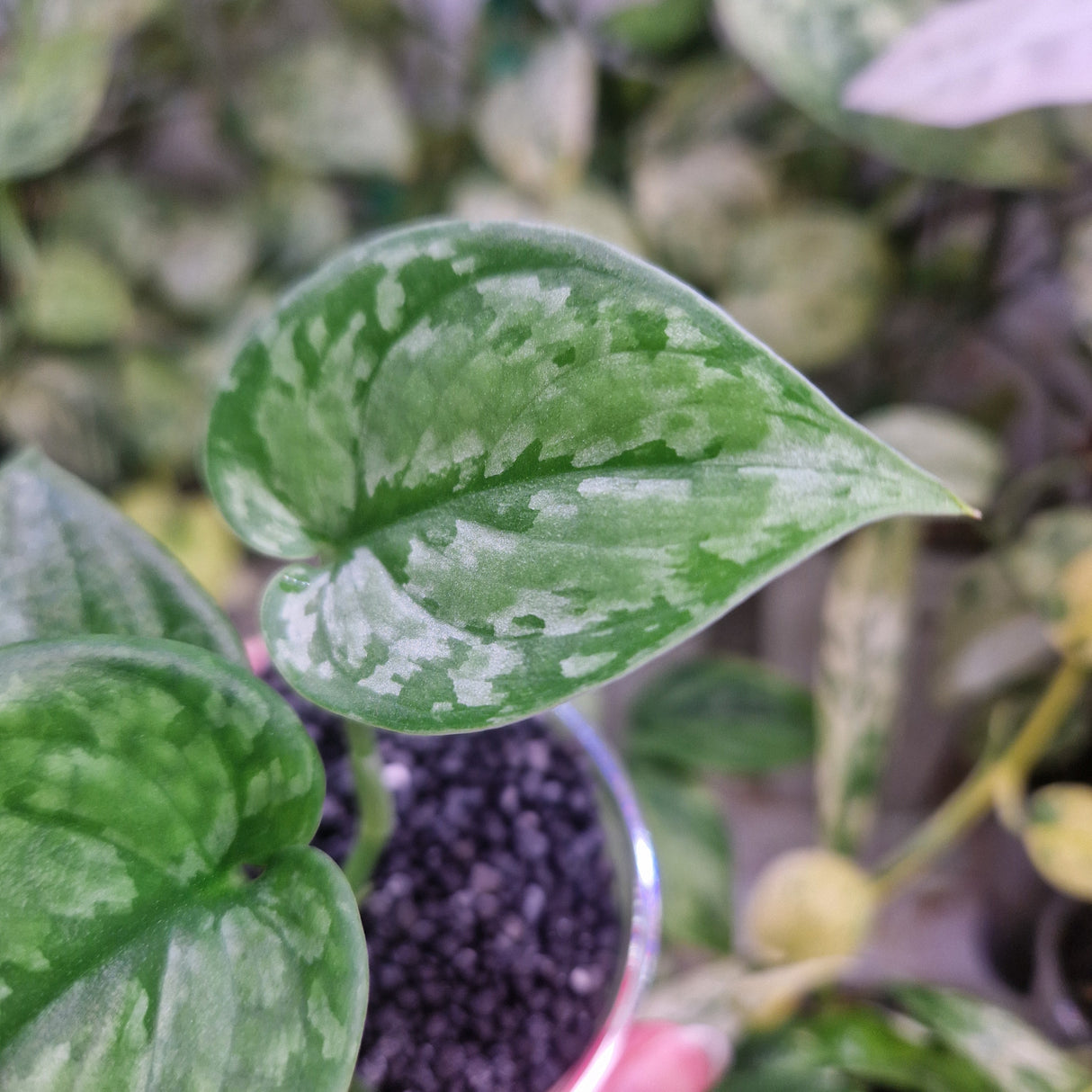 Scindapsus NOID - ukorzeniona sadzonka