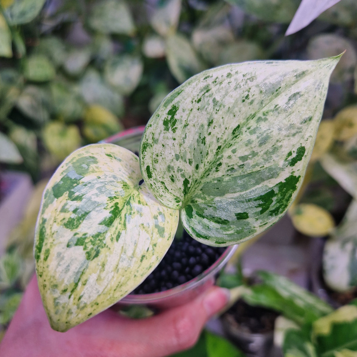 Scindapsus Peasun v2 - ukorzeniona sadzonka