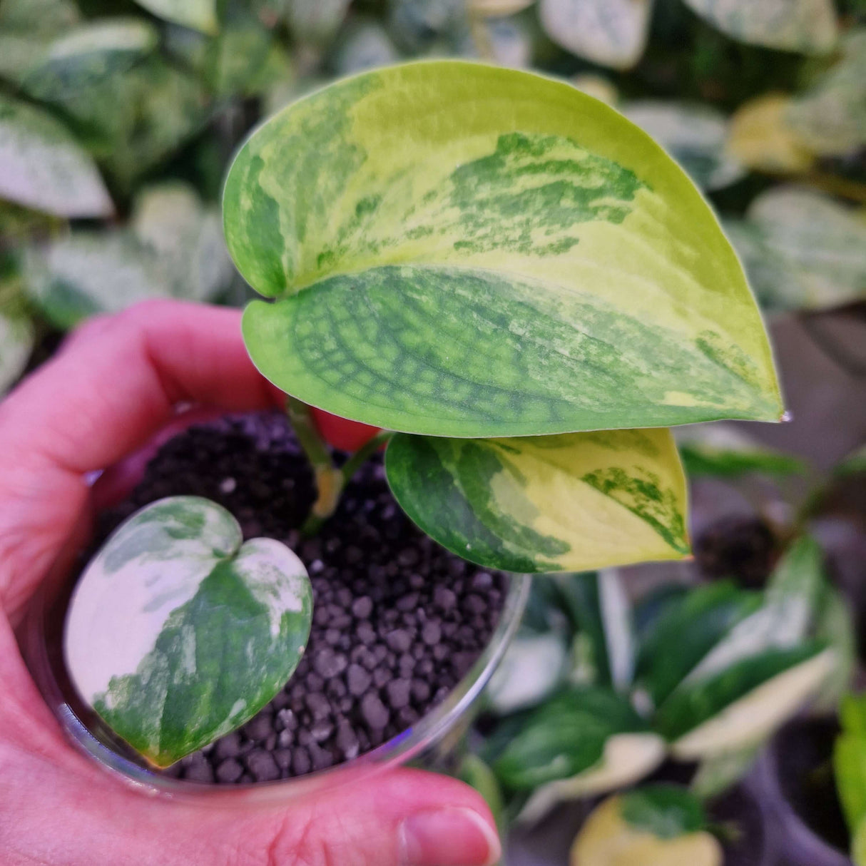 Scindapsus Jade Satin aurea - ukorzeniona sadzonka