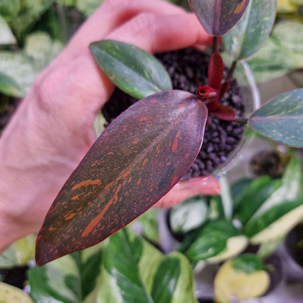 Philodendron Orange Princess Galaxy - ukorzeniona sadzonka