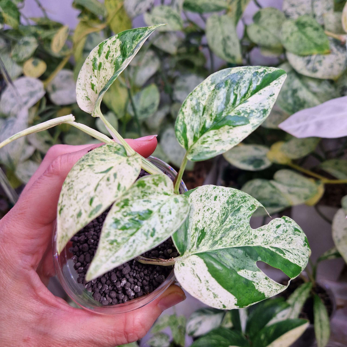 Epipremnum pinnatum Marble - ukorzeniona sadzonka