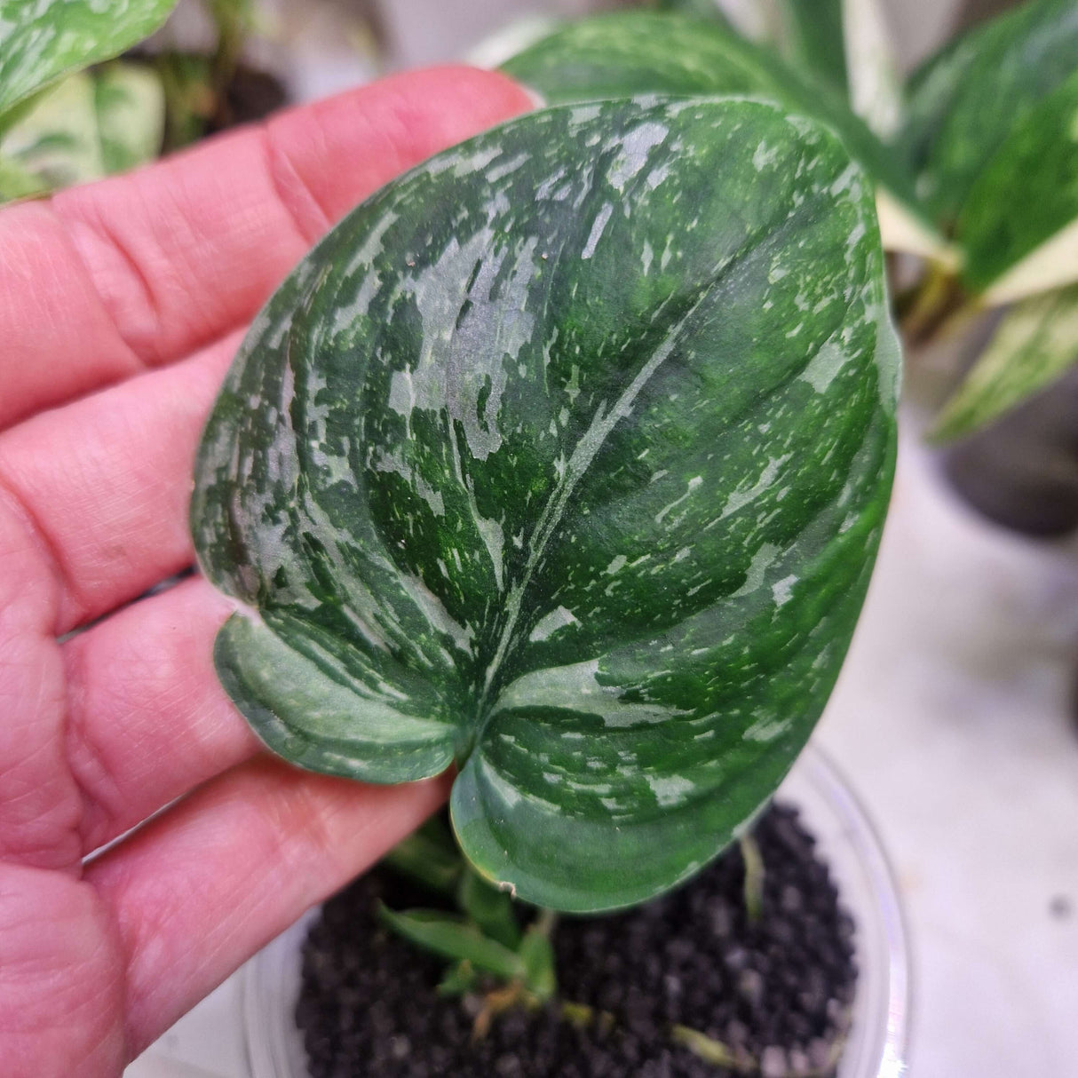 Scindapsus White Spider - ukorzeniona sadzonka pędowa