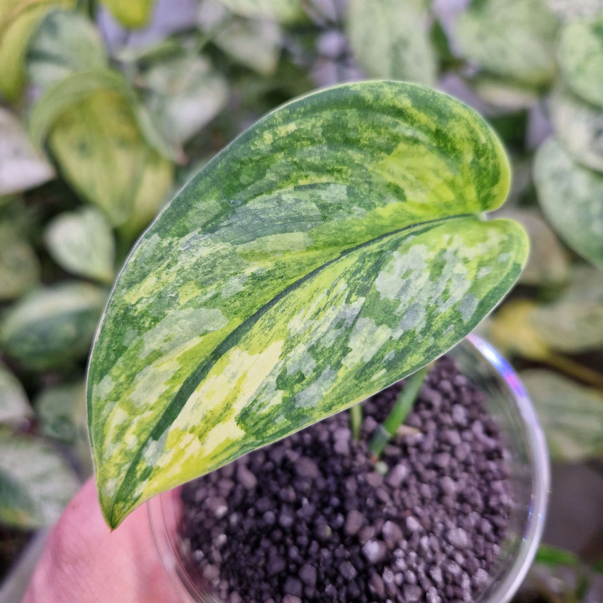 Scindapsus Rajatapura - ukorzeniona sadzonka