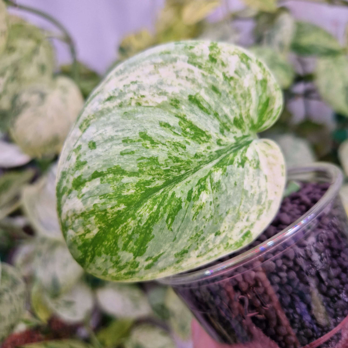 Scindapsus Tembaga - ukorzeniona sadzonka pędowa