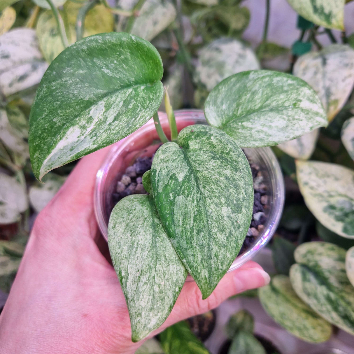 Scindapsus Jade Satin Marble – ukorzeniona sadzonka