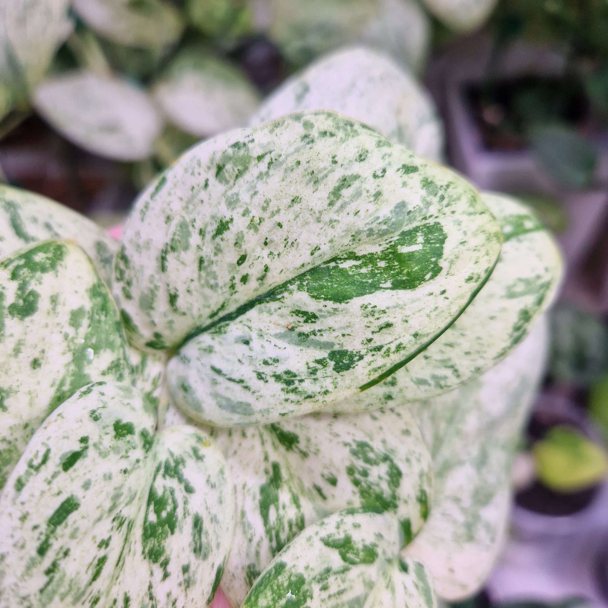 Scindapsus Jade Satin Marble - cięta pędówka