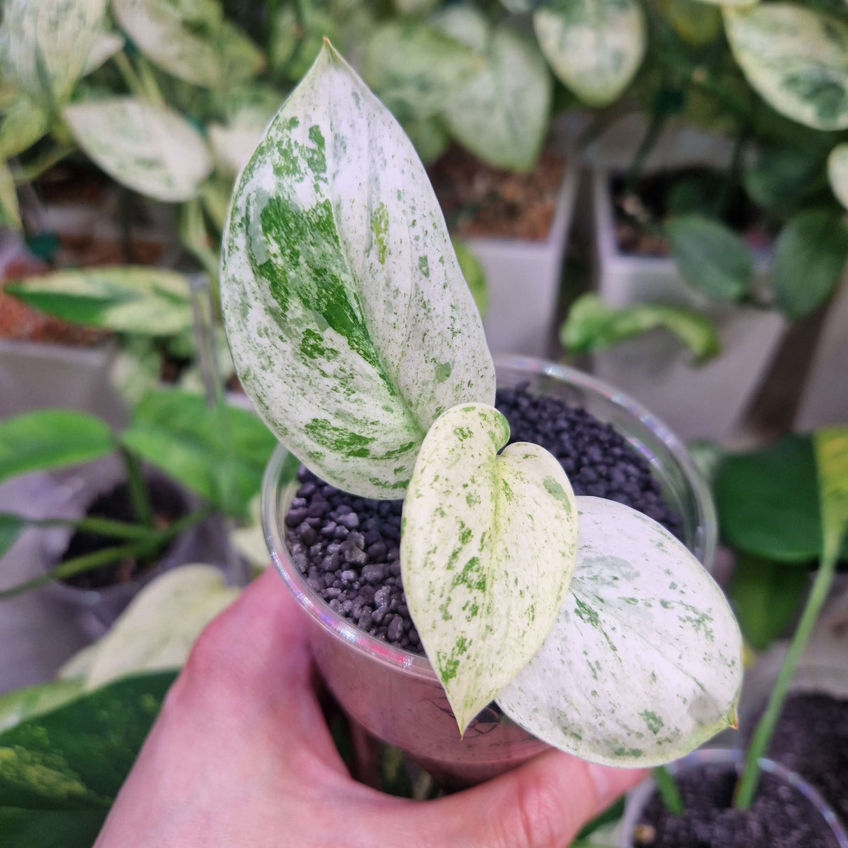 Scindapsus NOID variegated