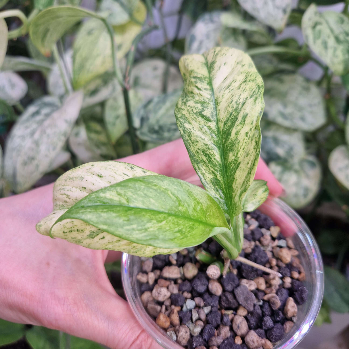 Rhaphidophora puberula variegated – ukorzeniona sadzonka