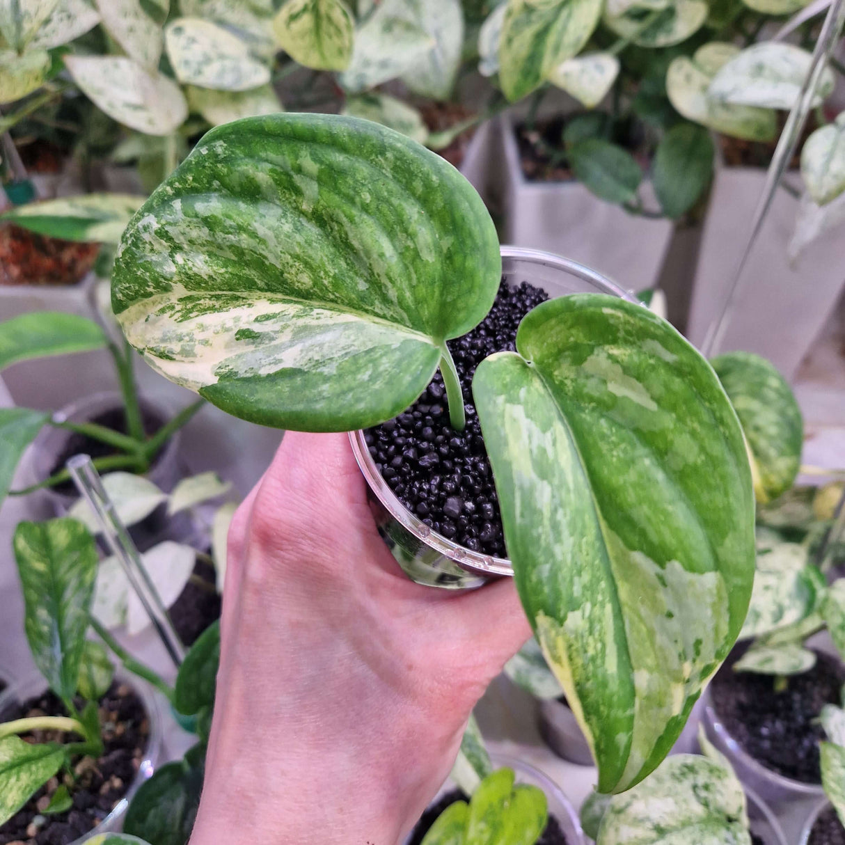 Scindapsus NOID variegated - ukorzeniona sadzonka