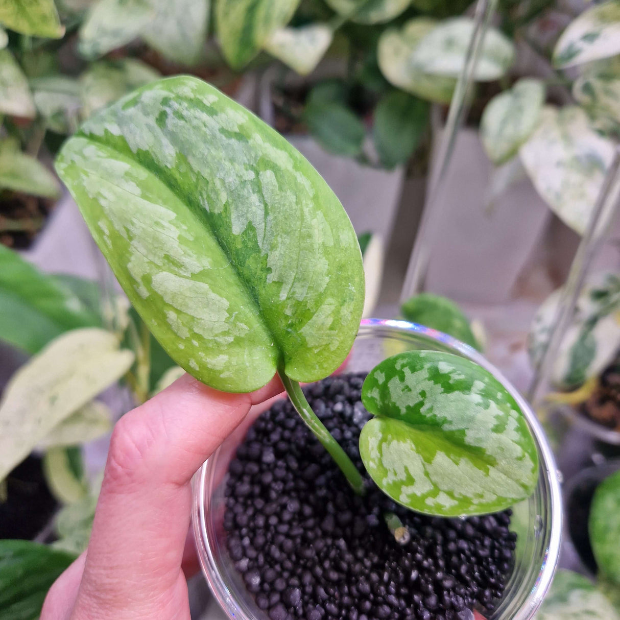 Scindapsus exotica Green on Green - ukorzeniona sadzonka