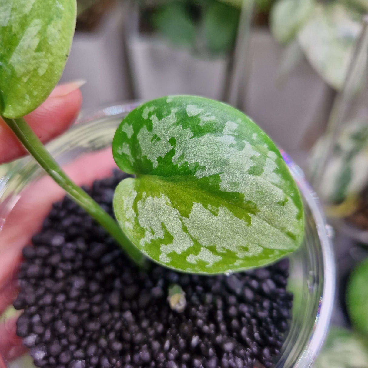 Scindapsus exotica Green on Green - ukorzeniona sadzonka