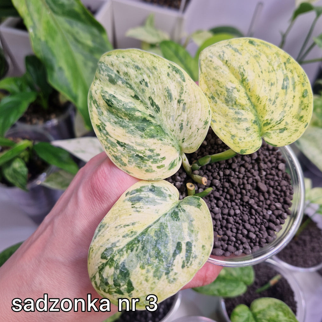 Scindapsus Dark Silver Cloud variegated – ukorzeniona sadzonka