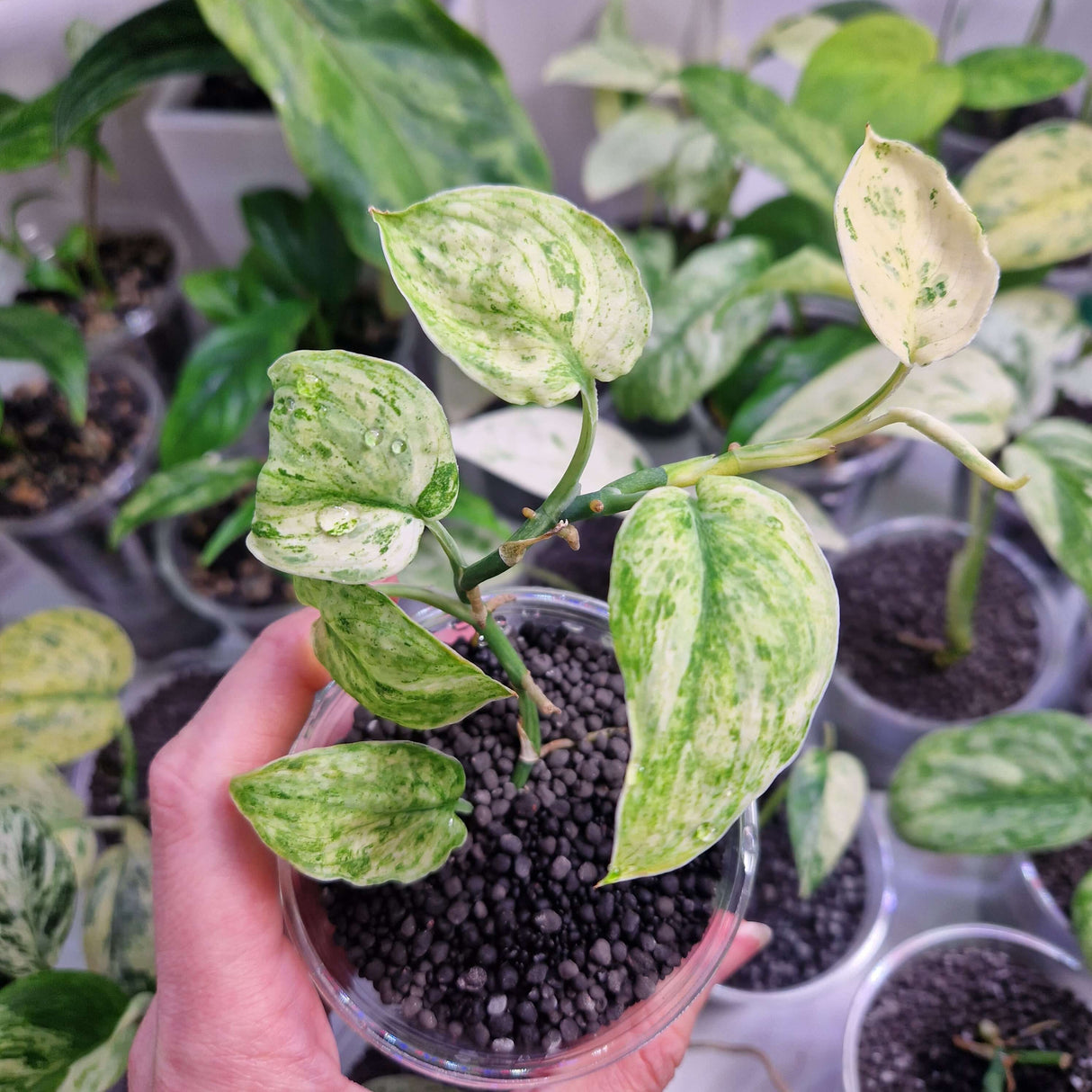Scindapsus Jade Satin Marble