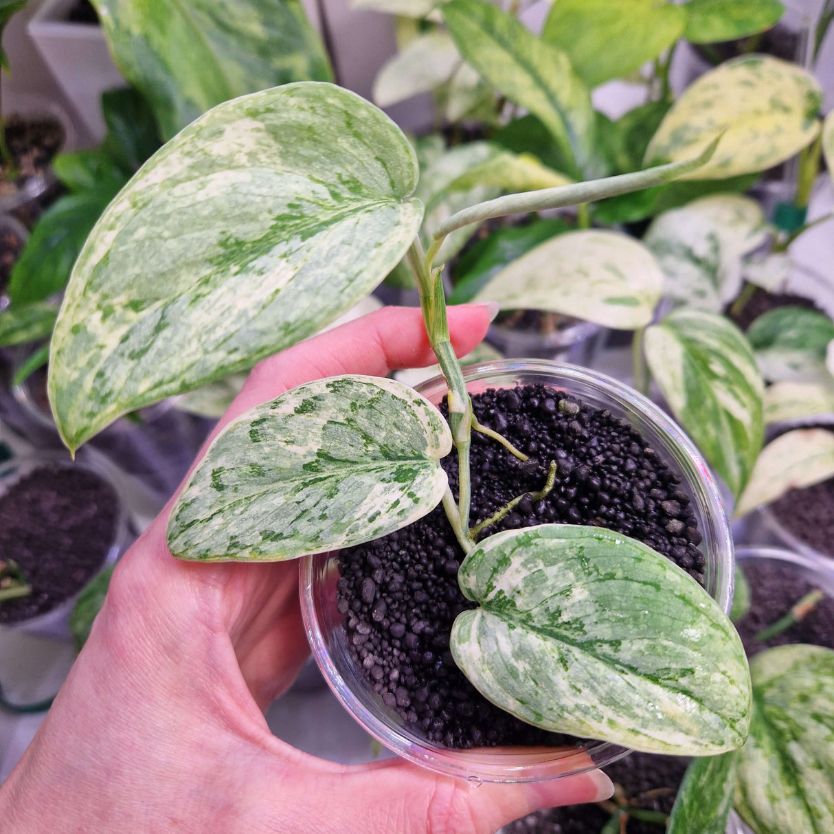 Scindapsus NOID variegated - ukorzeniona sadzonka