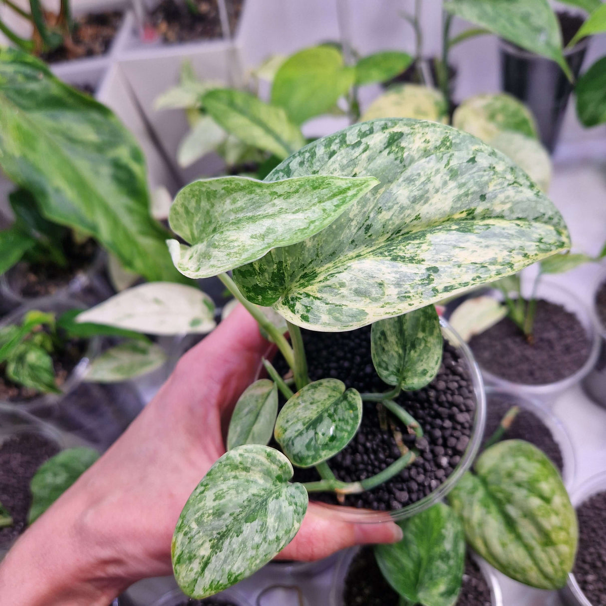 Scindapsus NOID variegated - ukorzeniona sadzonka
