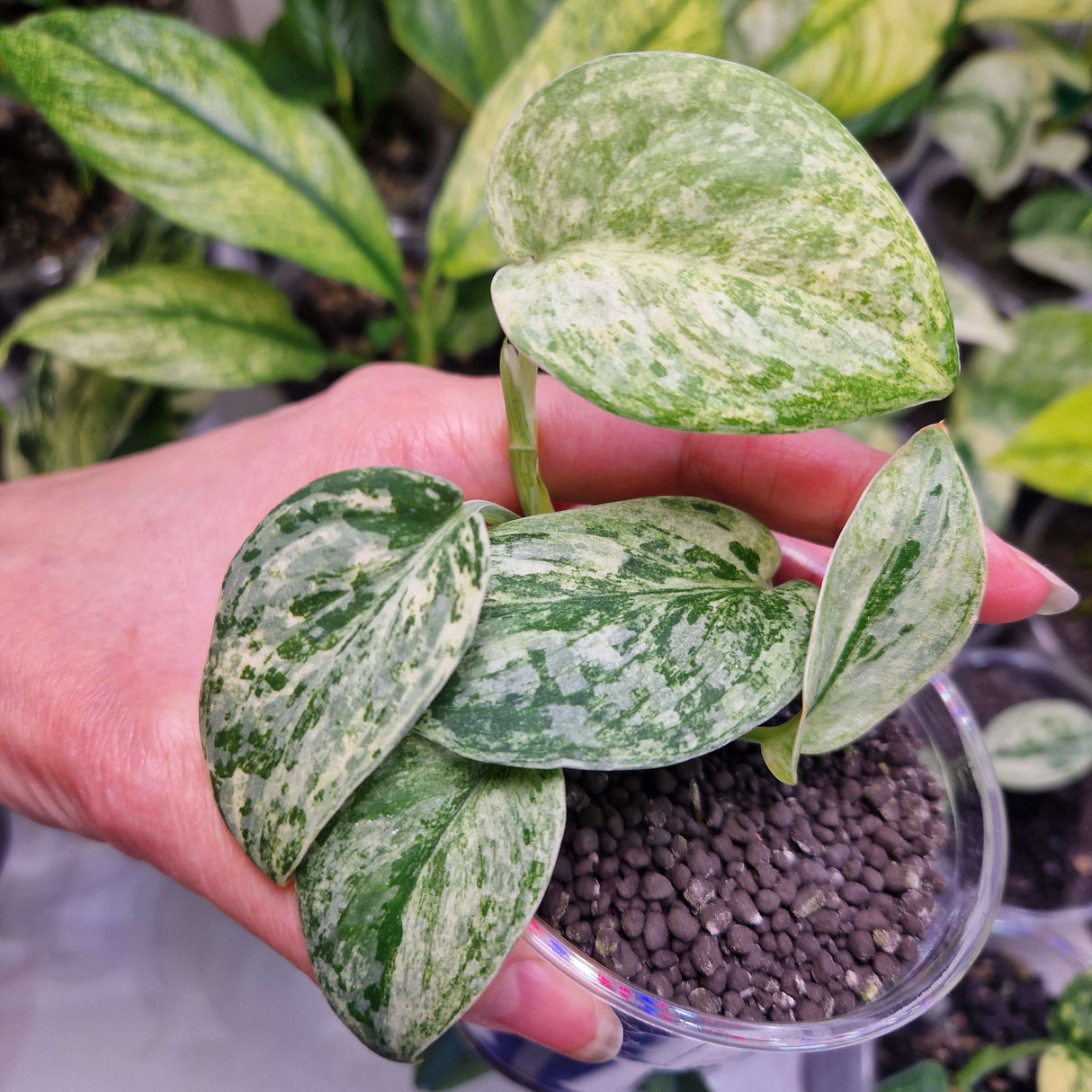 Scindapsus NOID variegated