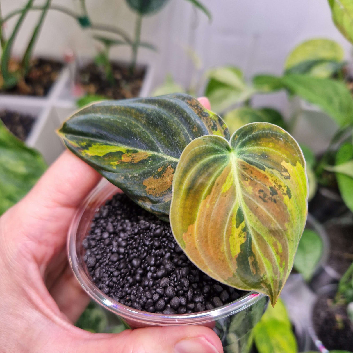 Philodendron melanochrysum variegated - ukorzeniona sadzonka pędowa