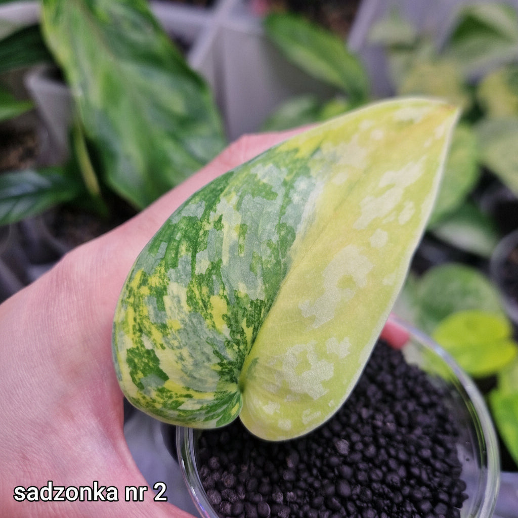 Scindapsus Andalas - ukorzeniona sadzonka