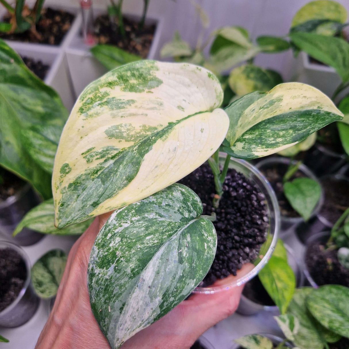 Scindapsus NOID variegated - ukorzeniona sadzonka