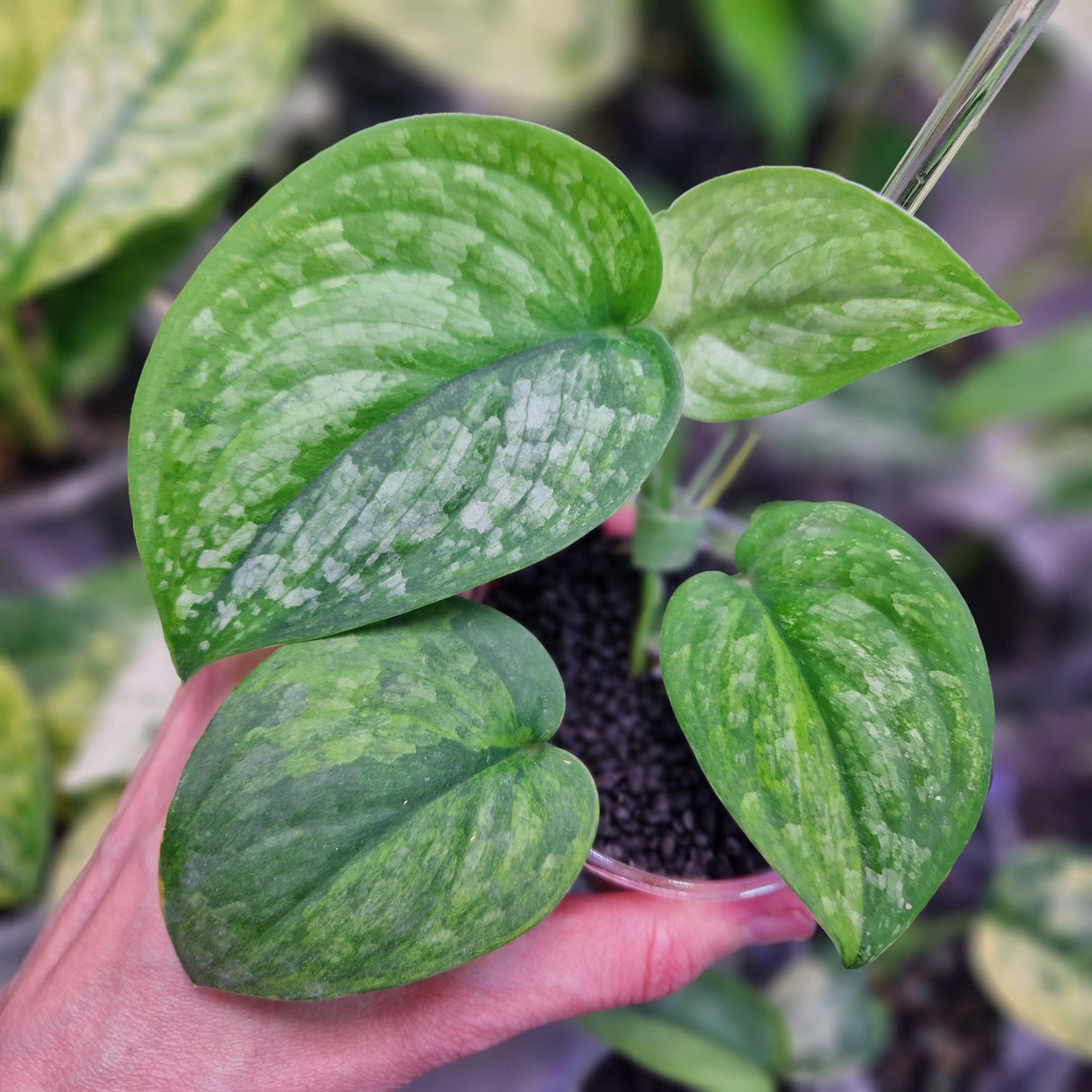 Scindapsus Green Dragon – ukorzeniona sadzonka