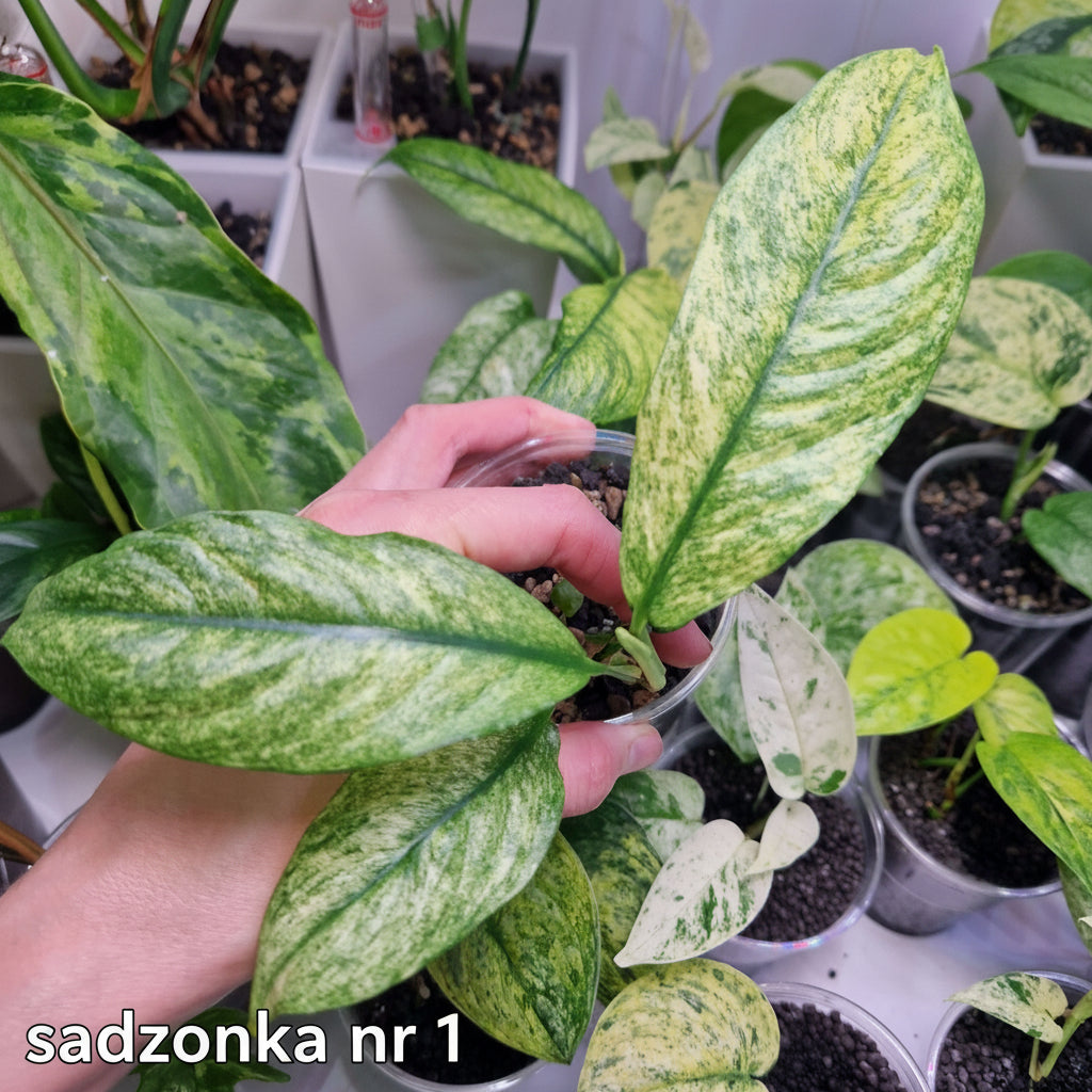 Rhaphidophora puberula variegated – ukorzeniona sadzonka