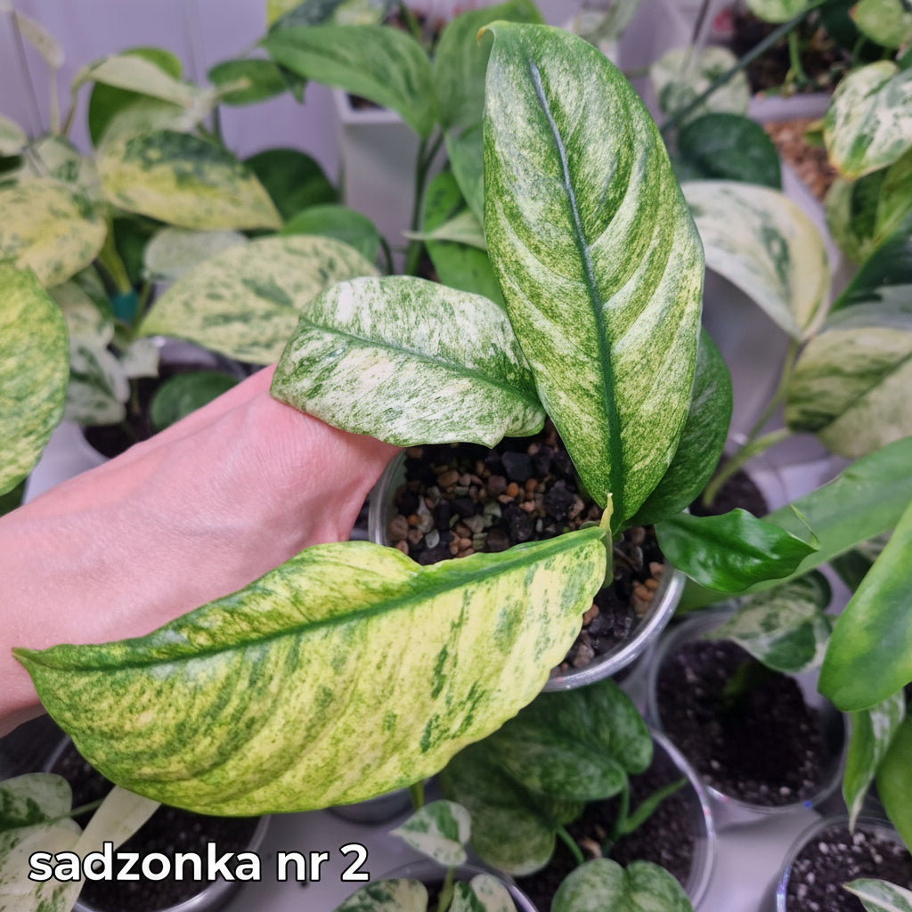 Rhaphidophora puberula variegated – ukorzeniona sadzonka
