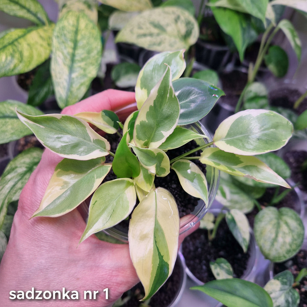 Philodendron Burle Marx Lava Mutation - ukorzeniona sadzonka
