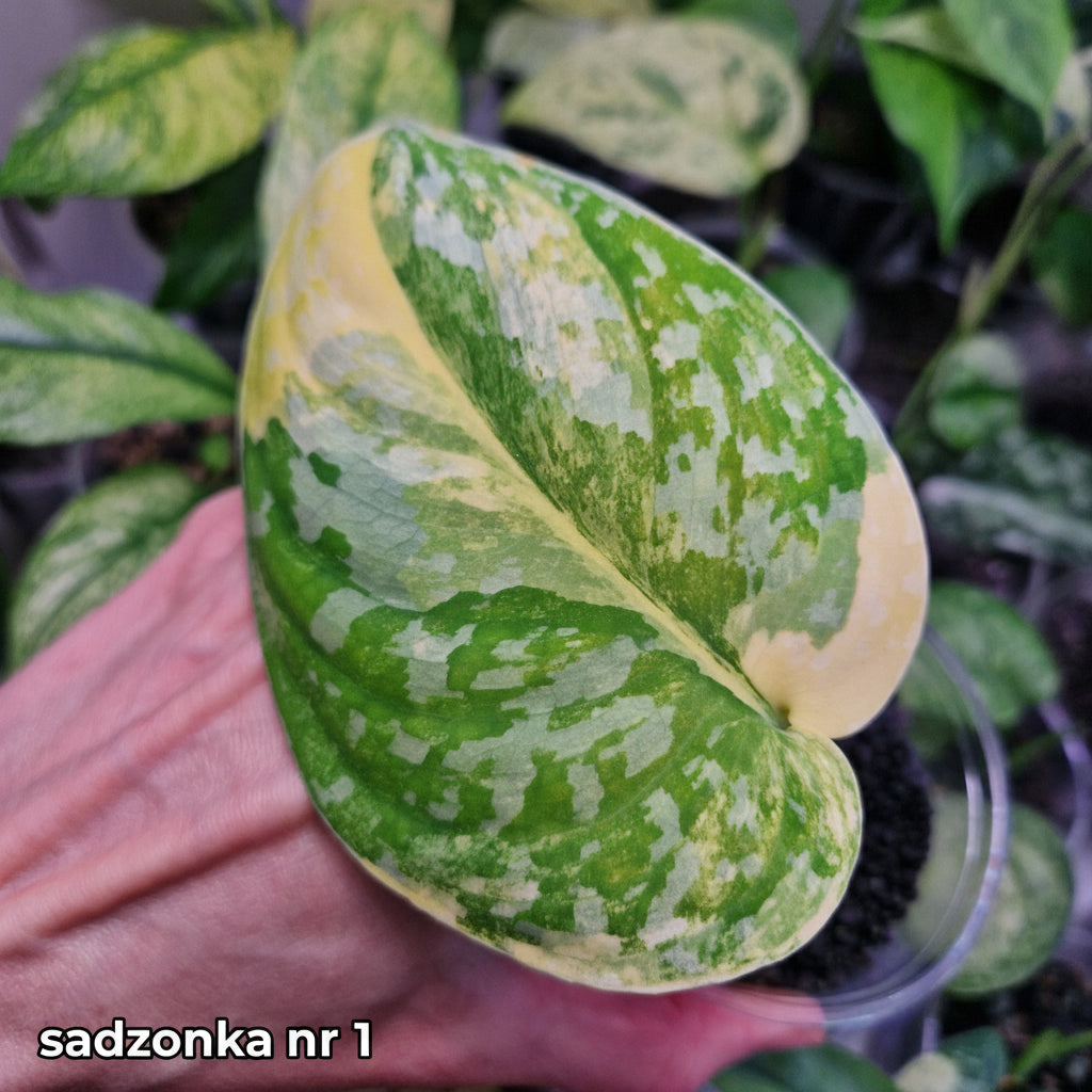 Scindapsus Andalas - ukorzeniona sadzonka