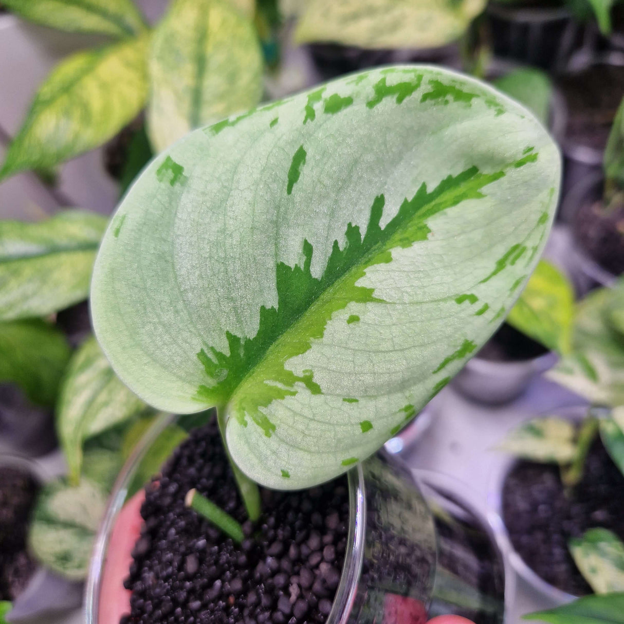 Scindapsus Yupa - ukorzeniona sadzonka pędowa