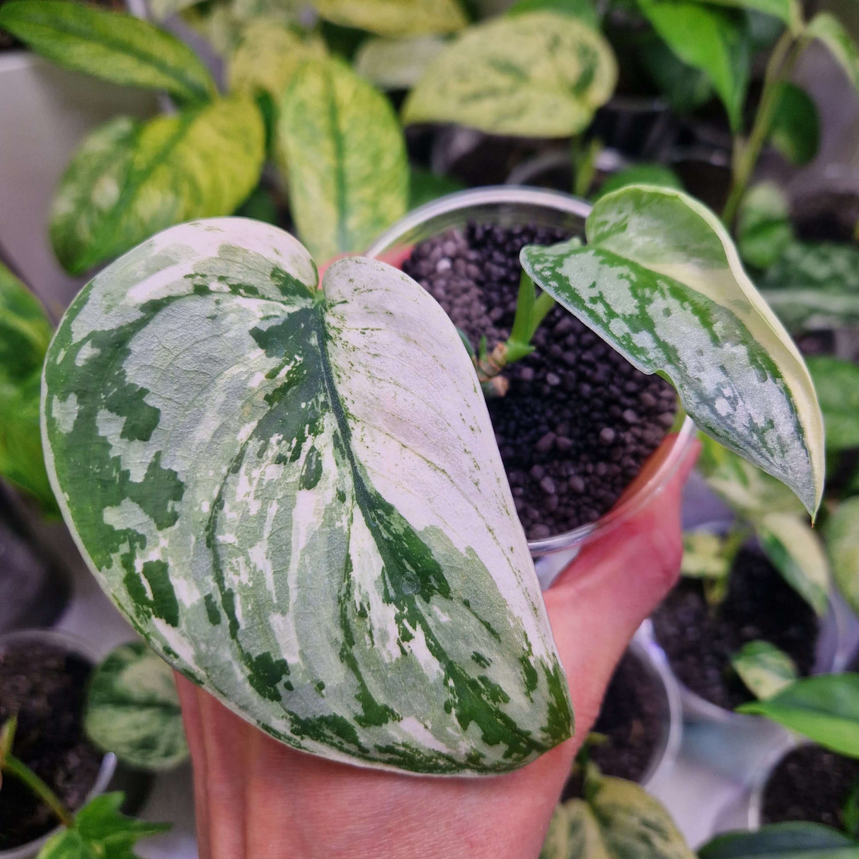 Scindapsus Mariposa - ukorzeniona sadzonka