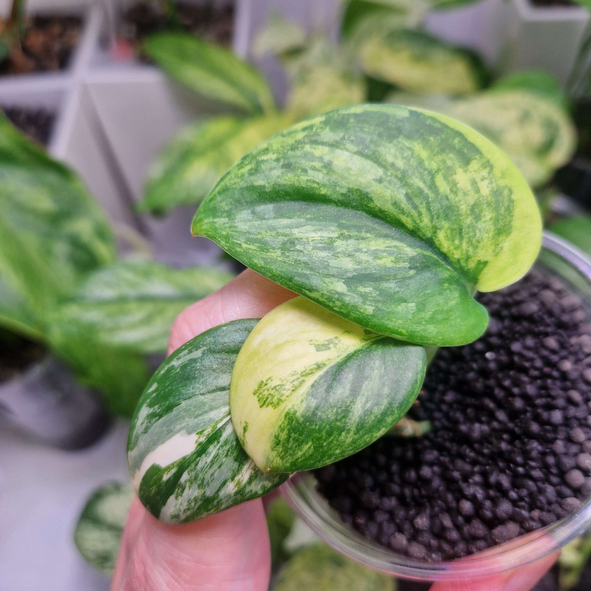 Scindapsus NOID variegated – ukorzeniona sadzonka
