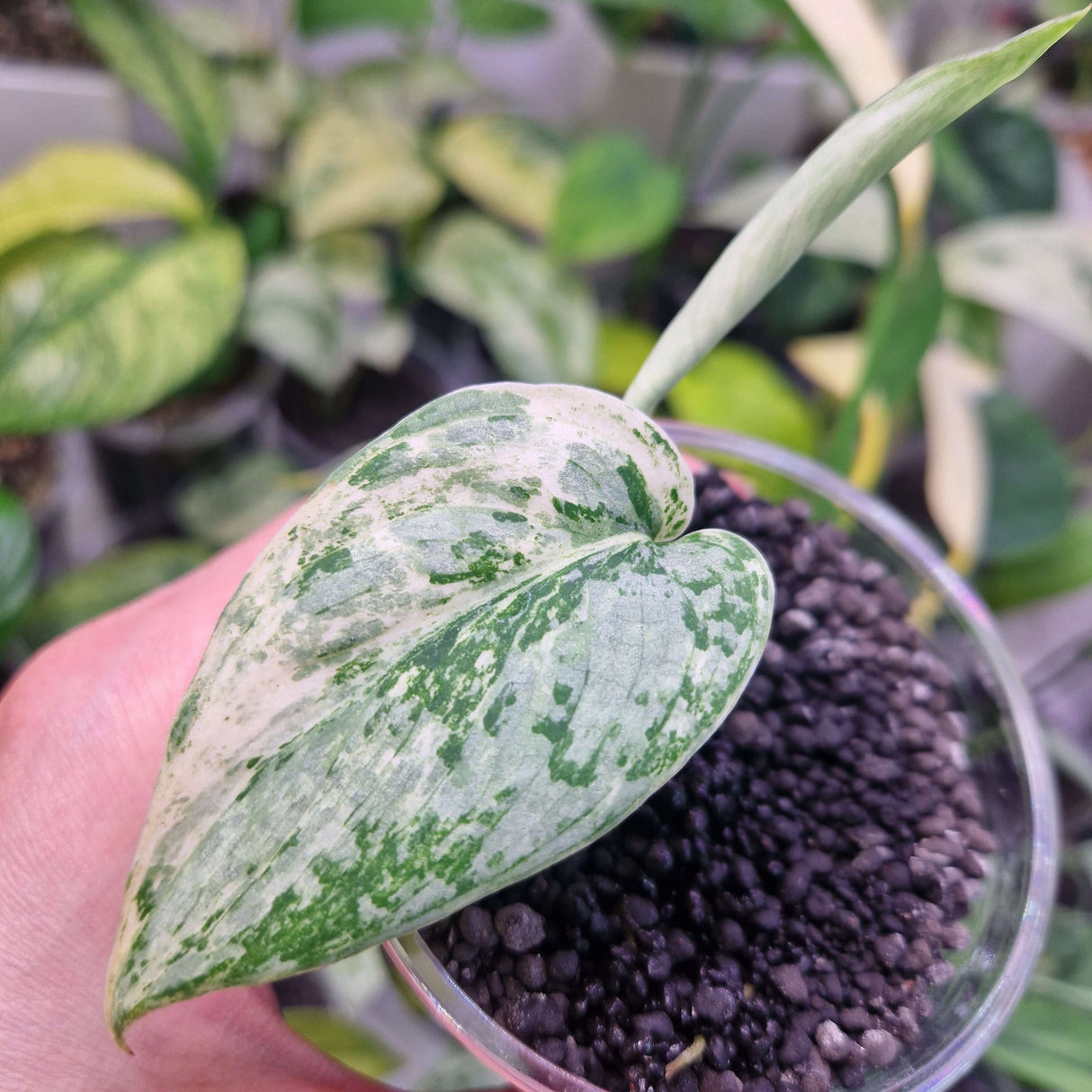 Scindapsus NOID variegated – ukorzeniona sadzonka