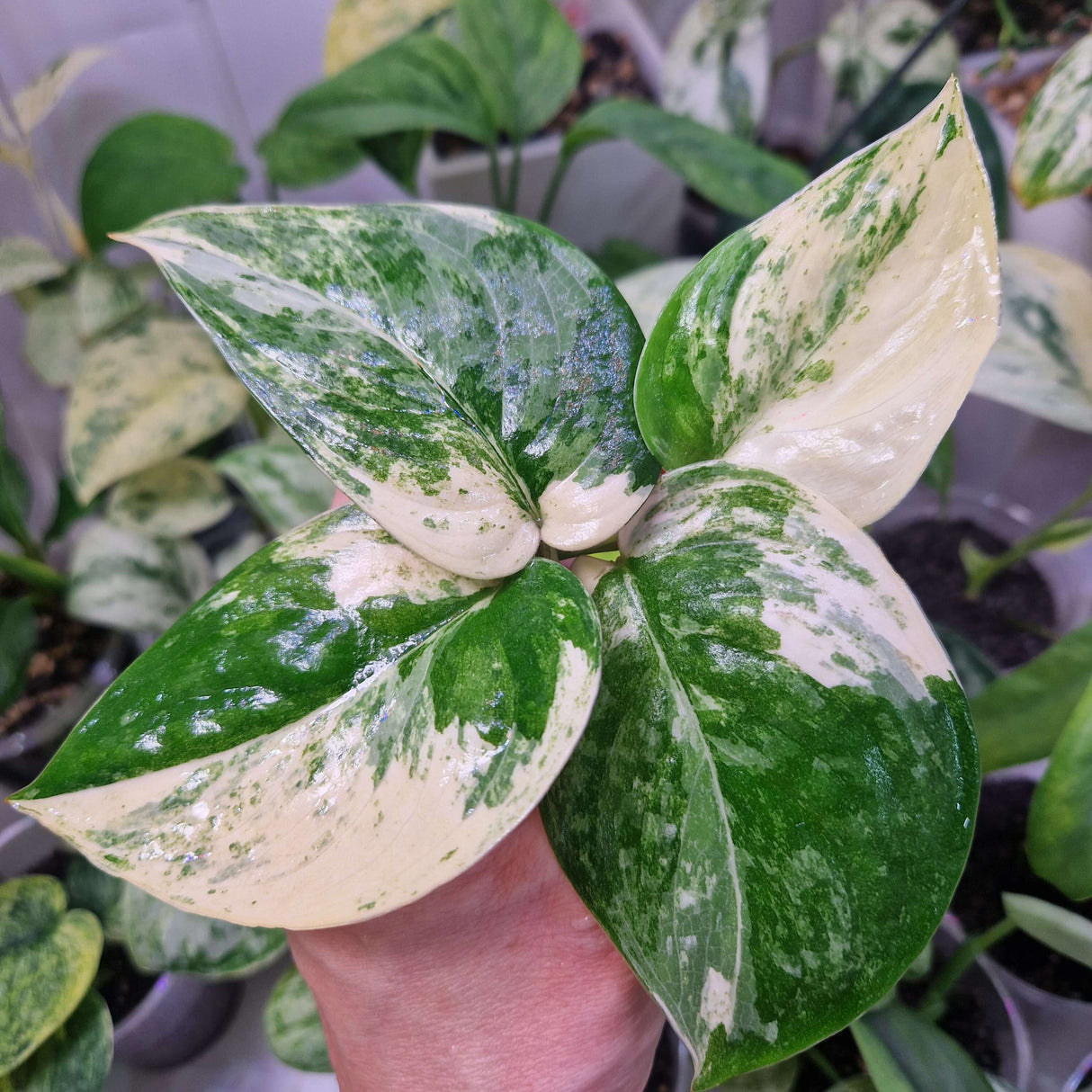 Scindapsus Mangurai – cięta sadzonka pędowa